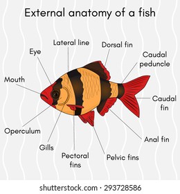 External structure of the fish with the name of all the parts of the body