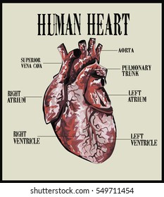 External Structure of Human Heart - Realistic Human Heart - Vintage Art - High Quality Illustration