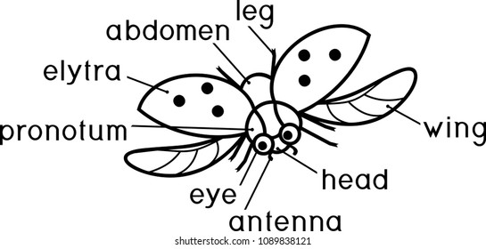 External structure of insect coloring page. Parts of body of flying ladybug with titles
