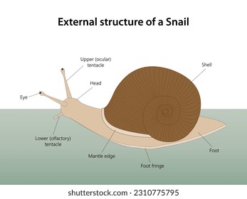 External structure of a Snail