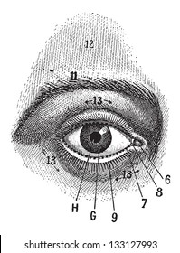 External View of the Human Eye, showing pupil, iris, sclera and eyelid, vintage engraved illustration. Dictionary of Words and Things - Larive and Fleury - 1895