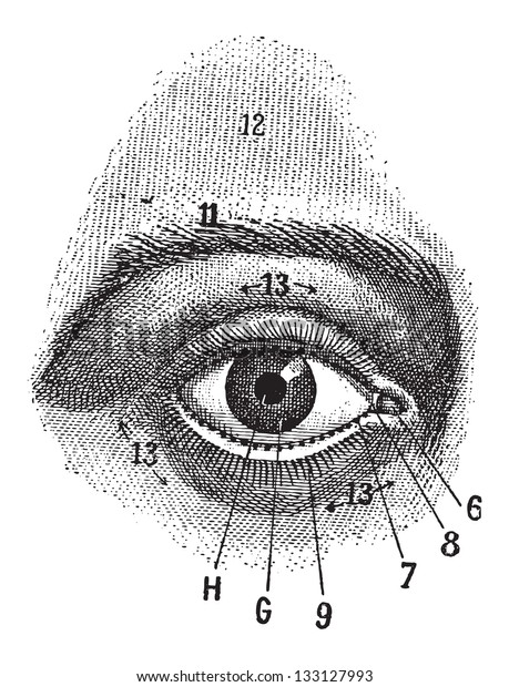 瞳 虹彩 強膜 まぶたを示す人間の目の外観 ビンテージ彫刻イラスト 言葉とものの辞書 ラリーブとフラリー 15年 のベクター画像素材 ロイヤリティフリー