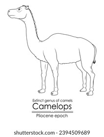 Extinct genus of camel, Camelops from Pliocene epoch. Black and white line art, perfect for coloring and educational purposes.