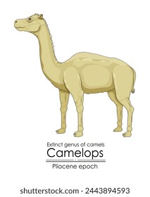 Género extinto de camellos, camelops de la época del Plioceno. 