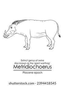 Extinct genus of swine Metridiochoerus, also known as the giant warthog from Pliocene epoch. Black and white line art, perfect for coloring and educational purposes.