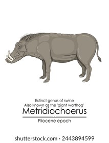 Género extinto de cerdos Metridiochoerus, también conocido como el jabalí gigante de la época del Plioceno.