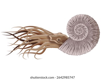 extinct nautiloid  squid with shell