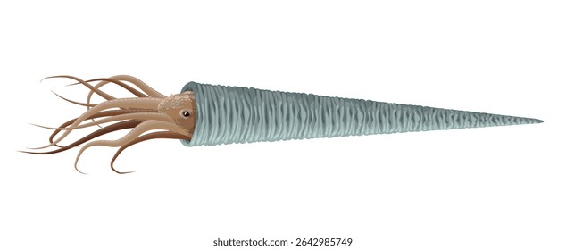 extinct nautiloid  squid with shell