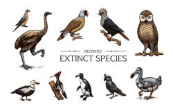 Extinct Species. Wild Mammal Animals And Birds.Dodo. Moa Passenger Pigeon Great Auk. Penguin. Mascarene Parrot. Labrador Duck. Laughing Owl. Hand Drawn Vector Engraved Sketch. Graphic Vintage Style. 
