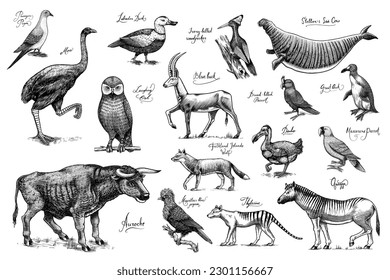 Extinct species. Wild mammal animals and birds. Dodo, Moa, Tasmanian wolf, Quagga. Aurochs. Blue antelope. Hand drawn vector engraved sketch. Graphic vintage style. 