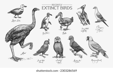 Extinct species. Wild mammal animals and birds.Dodo. Moa Passenger pigeon Great auk. Penguin. Mascarene parrot. Labrador duck. Laughing owl. Hand drawn vector engraved sketch. Graphic vintage style. 