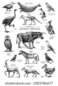 Extinct species. Wild mammal animals and birds. Dodo, Moa, Tasmanian wolf, Quagga. Aurochs. Blue antelope. Hand drawn vector engraved sketch. Graphic vintage style. 