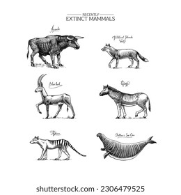 Extinct species. Wild mammal animals and birds. Tasmanian wolf, Quagga. Aurochs. Blue antelope. Steller's sea cow. Hand drawn vector engraved sketch. Graphic vintage style. 