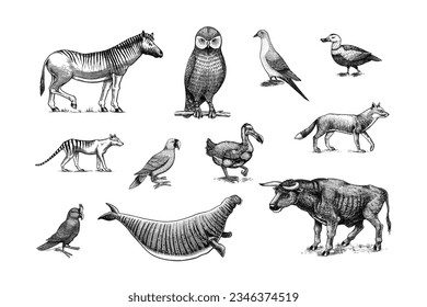 Extinct species. Wild mammal animals and birds. Dodo, Moa, Tasmanian wolf, Quagga. Aurochs. Blue antelope. Hand drawn vector engraved sketch. Graphic vintage style. 