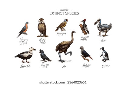 Extinct species. Wild mammal animals and birds.Dodo. Moa Passenger pigeon Great auk. Penguin. Mascarene parrot. Labrador duck. Laughing owl. Hand drawn vector engraved sketch. Graphic vintage style. 