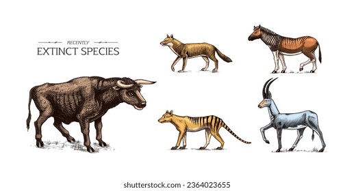 Extinct species. Wild mammal animals and birds. Tasmanian wolf, Quagga. Aurochs. Blue antelope. Steller's sea cow. Hand drawn vector engraved sketch. Graphic vintage style. 