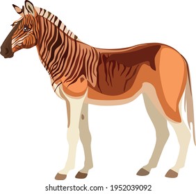 
Extinct zebra quagga in color. Vector illustration