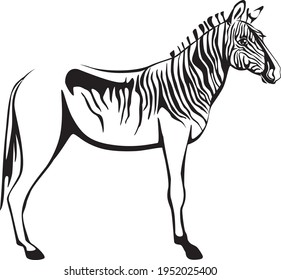 The extinct zebra Quagga. Vector illustration