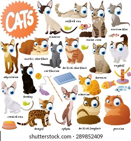 extra big set of cat breeds