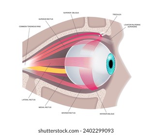 Extraocular muscles anatomy in the human skull. Structure of the eye infographic. control the movements of the eyeball and the superior eyelid. Iris, outermost, retina and sclera medical flat vector