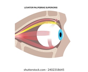 Extraocular muscles anatomy in the human skull. Structure of the eye infographic. control the movements of the eyeball and the superior eyelid. Iris, outermost, retina and sclera medical flat vector