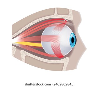 Anatomía de los músculos extraoculares en el cráneo humano. Estructura de la infografía ocular. controlar los movimientos del globo ocular y del párpado superior. Iris, ultraperiférico, retina y vectores planos médicos de esclera