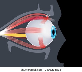 Extraocular muscles anatomy in the human skull. Structure of the eye infographic. control the movements of the eyeball and the superior eyelid. Iris, outermost, retina and sclera medical flat vector