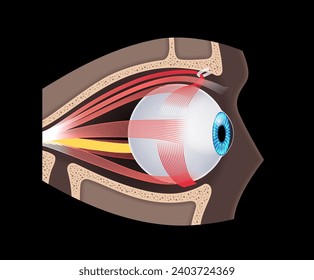 Extraocular muscles anatomy in the human skull. Structure of the eye infographic. control the movements of the eyeball and the superior eyelid. Iris, outermost, retina and sclera medical flat vector