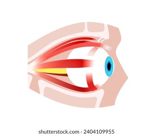 Extraocular muscles anatomy in the human skull. Structure of the eye infographic. control the movements of the eyeball and the superior eyelid. Iris, outermost, retina and sclera medical flat vector