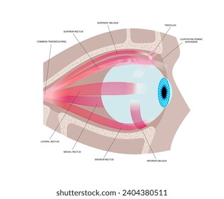 Extraocular muscles anatomy in the human skull. Structure of the eye infographic. control the movements of the eyeball and the superior eyelid. Iris, outermost, retina and sclera medical flat vector