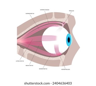 Extraocular muscles anatomy in the human skull. Structure of the eye infographic. control the movements of the eyeball and the superior eyelid. Iris, outermost, retina and sclera medical flat vector