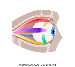 Extraocular muscles anatomy in the human skull. Structure of the eye infographic. control the movements of the eyeball and the superior eyelid. Iris, outermost, retina and sclera medical flat vector