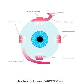 Extraocular muscles anatomy. Structure of the human eye infographic. control the movements of the eyeball and the superior eyelid. Iris, outermost, retina and sclera medical flat vector illustration