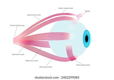 Extraocular muscles anatomy. Structure of the human eye infographic. control the movements of the eyeball and the superior eyelid. Iris, outermost, retina and sclera medical flat vector illustration