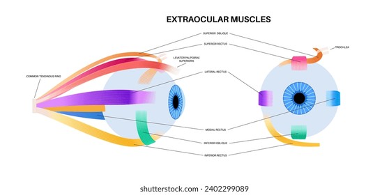 Extraocular muscles anatomy. Structure of the human eye infographic. control the movements of the eyeball and the superior eyelid. Iris, outermost, retina and sclera medical flat vector illustration