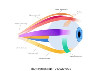 Extraocular muscles anatomy. Structure of the human eye infographic. control the movements of the eyeball and the superior eyelid. Iris, outermost, retina and sclera medical flat vector illustration