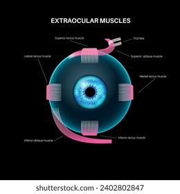 Extraocular muscles anatomy. Structure of the human eye infographic. control the movements of the eyeball and the superior eyelid. Iris, outermost, retina and sclera medical flat vector illustration