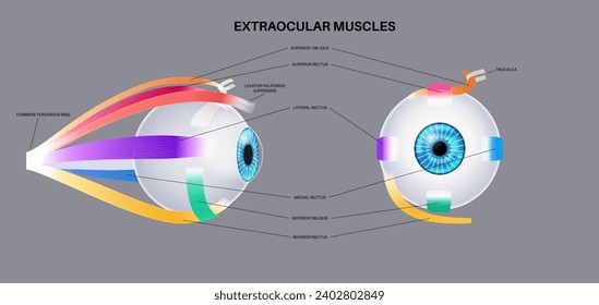 Extraocular muscles anatomy. Structure of the human eye infographic. control the movements of the eyeball and the superior eyelid. Iris, outermost, retina and sclera medical flat vector illustration