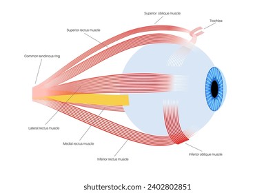 Extraocular muscles anatomy. Structure of the human eye infographic. control the movements of the eyeball and the superior eyelid. Iris, outermost, retina and sclera medical flat vector illustration