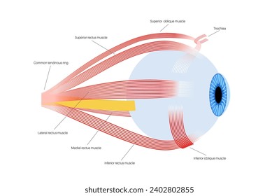 Extraocular muscles anatomy. Structure of the human eye infographic. control the movements of the eyeball and the superior eyelid. Iris, outermost, retina and sclera medical flat vector illustration