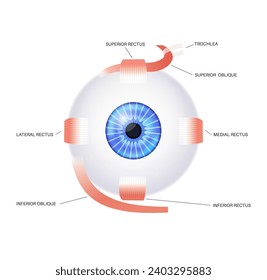 Extraocular muscles anatomy. Structure of the human eye infographic. control the movements of the eyeball and the superior eyelid. Iris, outermost, retina and sclera medical flat vector illustration