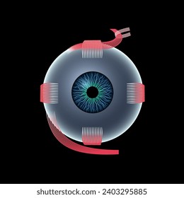 Extraocular muscles anatomy. Structure of the human eye infographic. control the movements of the eyeball and the superior eyelid. Iris, outermost, retina and sclera medical flat vector illustration