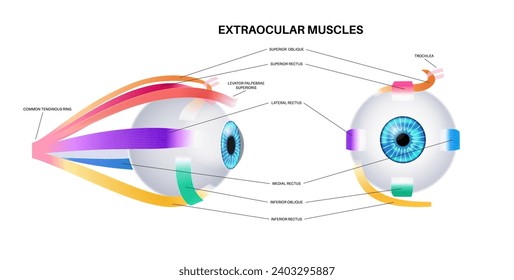 Extraocular muscles anatomy. Structure of the human eye infographic. control the movements of the eyeball and the superior eyelid. Iris, outermost, retina and sclera medical flat vector illustration