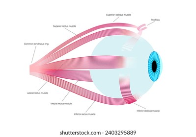 Extraocular muscles anatomy. Structure of the human eye infographic. control the movements of the eyeball and the superior eyelid. Iris, outermost, retina and sclera medical flat vector illustration