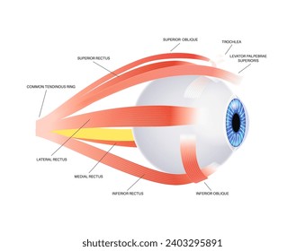 Extraocular muscles anatomy. Structure of the human eye infographic. control the movements of the eyeball and the superior eyelid. Iris, outermost, retina and sclera medical flat vector illustration