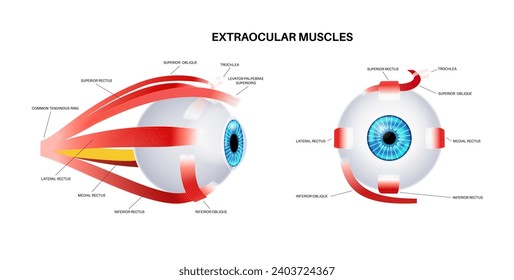 Extraocular muscles anatomy. Structure of the human eye infographic. control the movements of the eyeball and the superior eyelid. Iris, outermost, retina and sclera medical flat vector illustration