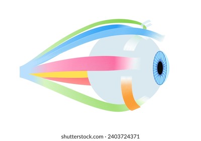 Extraokuläre Muskelanatomie. Struktur des menschlichen Auges Infografik. die Bewegungen des Auges und des überlegenen Augenlids kontrollieren. Iris, äußersten, Netzhaut- und Sklera-Medizin, flache Vektorgrafik