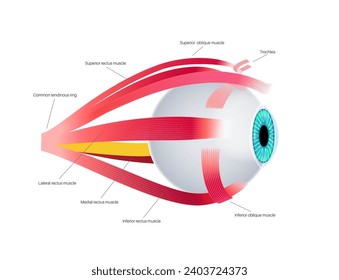 Extraocular muscles anatomy. Structure of the human eye infographic. control the movements of the eyeball and the superior eyelid. Iris, outermost, retina and sclera medical flat vector illustration