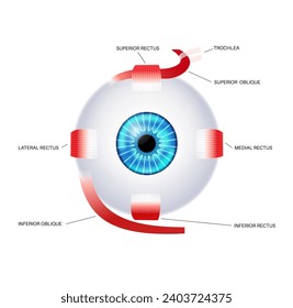 Extraocular muscles anatomy. Structure of the human eye infographic. control the movements of the eyeball and the superior eyelid. Iris, outermost, retina and sclera medical flat vector illustration