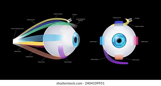 Extraocular muscles anatomy. Structure of the human eye infographic. control the movements of the eyeball and the superior eyelid. Iris, outermost, retina and sclera medical flat vector illustration